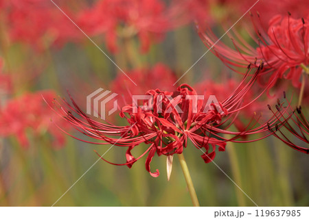 秋の気配を感じさせる色とりどりの彼岸花 秋の気配を感じさせる色とりどりの彼岸花 119637985