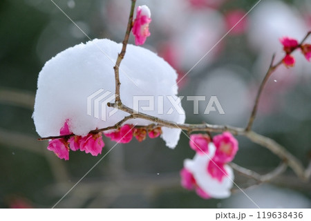 雪積もる八重寒紅梅 雪積もる八重寒紅梅 119638436