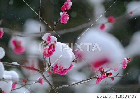 雪積もる八重寒紅梅 119638438