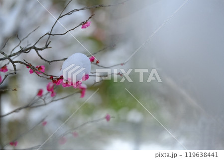 雪積もる八重寒紅梅 119638441