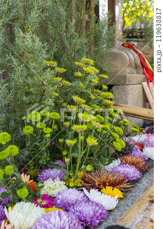 北野天満宮の花手水　色とりどりの花たち 119638817