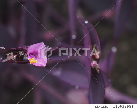 水滴とムラサキゴテンの花(雨上がりの日のパープルハート) 水滴とムラサキゴテンの花(雨上がりの日のパープルハート) 119638981