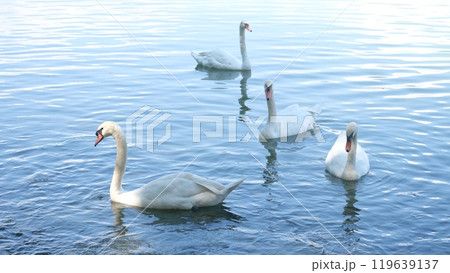 Mute swans living and floating in the lake. The swan is a genus of waterfowl that has the ability to swim and fly with incredible speed and agility. 119639137