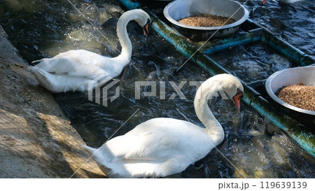 Footage of mute swans while eating food from bowl. The mute swan is a very large white waterbird. Footage of mute swans while eating food from bowl. The mute swan is a very large white waterbird. 119639139