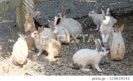 Cute Rabbits living in farm. Rabbits are often used as a symbol of fertility or rebirth, and have long been associated with spring and Easter. 119639143