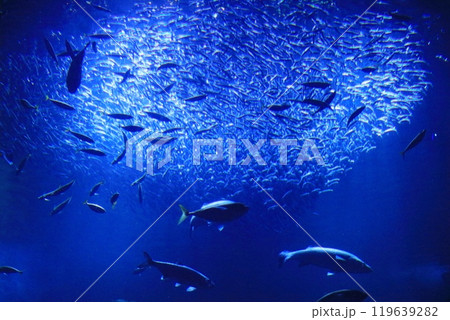 群れる魚 群れる魚 119639282