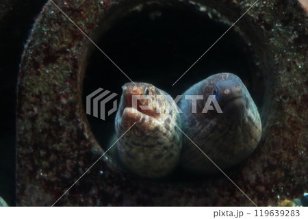 顔を覗かせるウツボ 顔を覗かせるウツボ 119639283