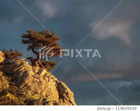 Relic trees and sunny evening rocks. Dramatic sky. 119639330