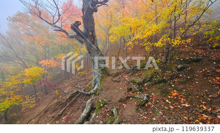 Quiet autumn forest panoramic scene. 119639337