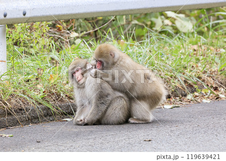 路上で仲良く毛繕いをするニホンザルのカップル 119639421