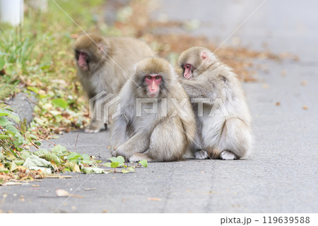 路上で仲良く毛繕いをするニホンザルのカップル 119639588