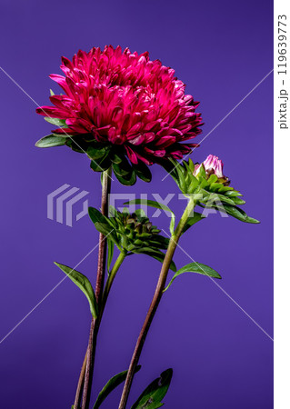 Blooming red aster Lady Coral on a purple background Blooming red aster Lady Coral on a purple background 119639773
