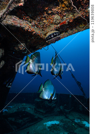 沈没船　海中の風景　宮古島 119639808