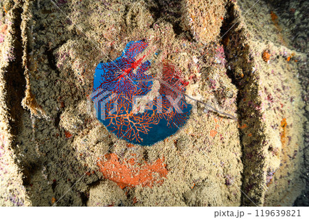 沈没船　海中の風景　宮古島 119639821