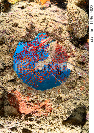 沈没船　海中の風景　宮古島 119639822