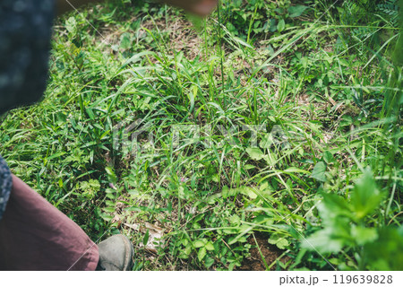 茂みを歩く女性の足元 茂みを歩く女性の足元 119639828