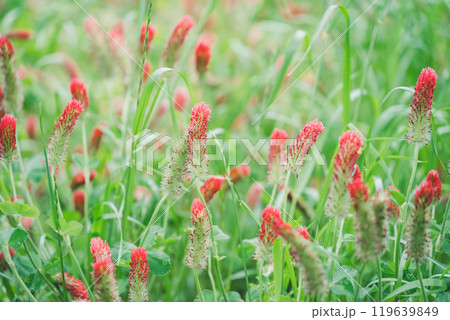 ストロベリーキャンドル ストロベリーキャンドル 119639849