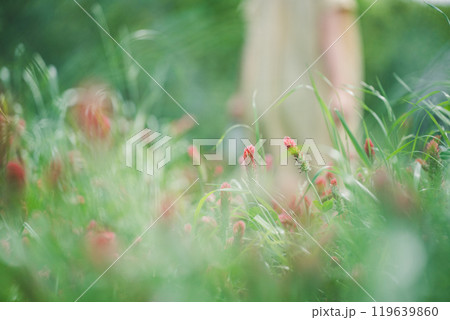 ストロベリーキャンドルの花摘みをする女性 ストロベリーキャンドルの花摘みをする女性 119639860