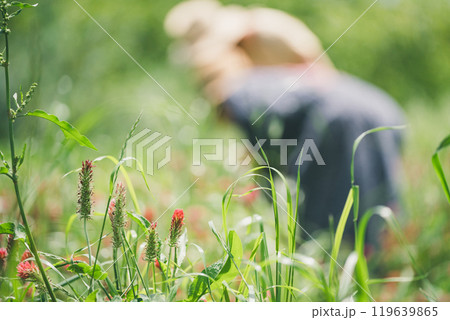 ストロベリーキャンドルの花摘みをする女性 ストロベリーキャンドルの花摘みをする女性 119639865
