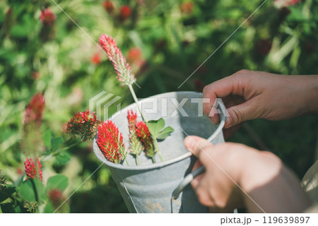 ストロベリーキャンドルのお花摘み 119639897