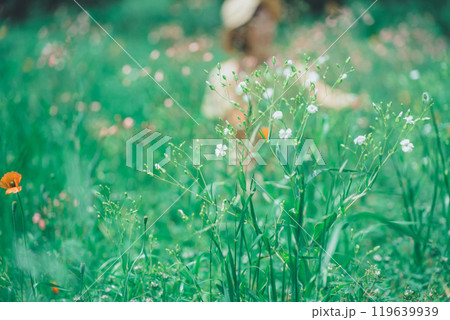 お花畑でサポナリアを摘む女性 お花畑でサポナリアを摘む女性 119639939