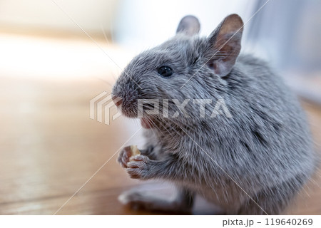 エサを食べるデグー エサを食べるデグー 119640269