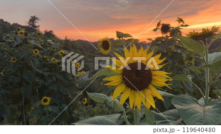 夕陽と向日葵の山々景色 119640480