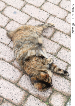 地面に寝転ぶ野良猫 119640697