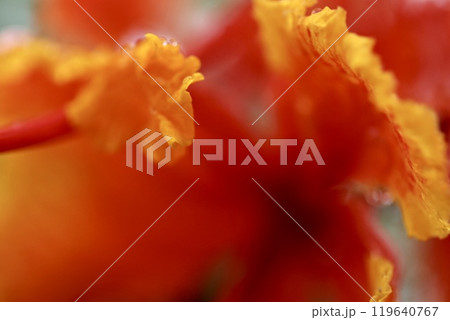 雨に濡れた鮮やかな朱色の鳳凰木の花 119640767