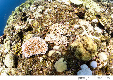 海中の風景　宮古島 119640879
