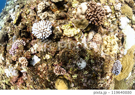 海中の風景 宮古島 海中の風景 宮古島 119640880