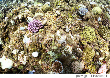 海中の風景 宮古島 海中の風景 宮古島 119640881