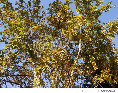 秋の白樺の木 119640938