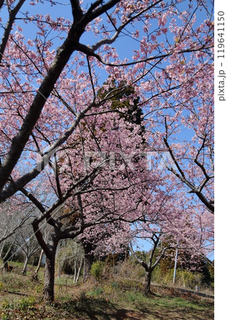 荒尾市　公園の河津桜、 119641150
