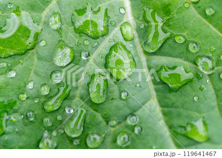 葉についた水滴 葉についた水滴 119641467