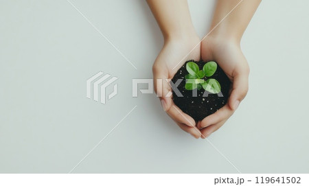 hand holding sprout on white background hand holding sprout on white background 119641502