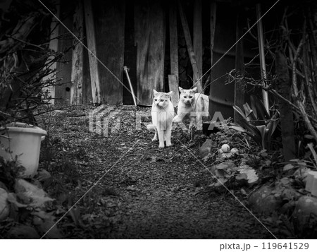 ノーランズ～2匹ののらねこたち～ 119641529