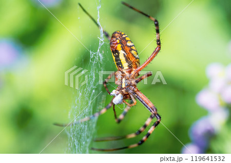 獲物を捕らえたナガコガネグモ 119641532