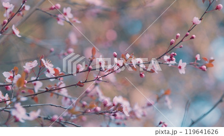 Pink And White Blooming Cherry Plum. Early-Bloom Cherry Blossoms. Plum Blossom Scenery. Pink And White Blooming Cherry Plum. Early-Bloom Cherry Blossoms. Plum Blossom Scenery. 119641626