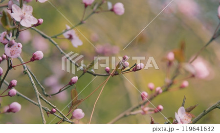 Delicate Pink Flowers On Cherry And Plum Branches In Spring Garden. Red-Leaved Cherry Plum. 119641632