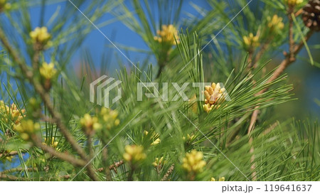 Pine Tree And Pine Blossoms Green Natural Background. Blooming European Pine. Young Pine Buds. Pan. 119641637