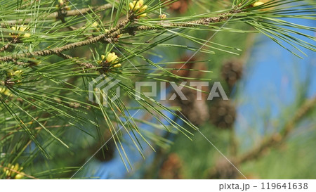 A Pine Flower In The Sunny Day. Pine Flowers Blooming In Spring. Flowering Pine. Pan. A Pine Flower In The Sunny Day. Pine Flowers Blooming In Spring. Flowering Pine. Pan. 119641638