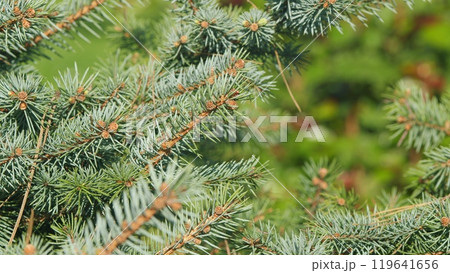 Coniferous Forest. Blue Grey Fluffy Christmas Tree Background. Branches Of Picea Pungens. Pan. 119641656