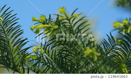 Background Of Evergreens. Yew Taxus Baccata Fastigiata Aurea. Taxus Baccata Or English Yew And European Yew. Rack focus. Background Of Evergreens. Yew Taxus Baccata Fastigiata Aurea. Taxus Baccata Or English Yew And European Yew. Rack focus. 119641663