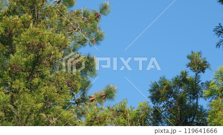 Thuja - Genus Of Coniferous Trees. Concept Of Planting And Growing. Pan. Thuja - Genus Of Coniferous Trees. Concept Of Planting And Growing. Pan. 119641666