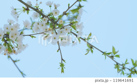 Flowering In Garden Prunus Avium Tree With White Little Blossoms. Sweet Cherry. Close up. Flowering In Garden Prunus Avium Tree With White Little Blossoms. Sweet Cherry. Close up. 119641691