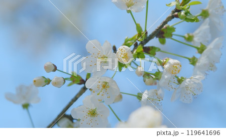 Flowering In Garden Prunus Avium Tree With White Little Blossoms. Sweet Cherry. Close up. Flowering In Garden Prunus Avium Tree With White Little Blossoms. Sweet Cherry. Close up. 119641696