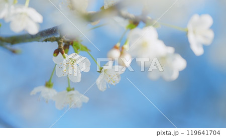Wild Cherry Or Prunus Avium Blossoms. Branch Of Sweet Cherry With Flowers. Early Spring. Close up. 119641704