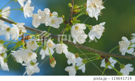 Prunus Avium. Blooming Flowers Of A Cherry Tree. Flowering Branch In Spring. Close up. 119641719