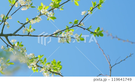 Wild Cherry. Beautiful Pink Prunus Avium Flowers Known As Wild Sweet Cherries Bloom. Close up. Wild Cherry. Beautiful Pink Prunus Avium Flowers Known As Wild Sweet Cherries Bloom. Close up. 119641749